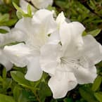 1 Gal. Autumn Ivory Shrub with Bright White Reblooming Flowers