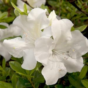 2 Gal. Autumn Ivory Reblooming Dwarf Azalea Shrub with White Flowers