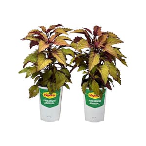 2.5 Qt Coleus Flame Thower Spiced Curry in Grower's Pot (2-Packs)