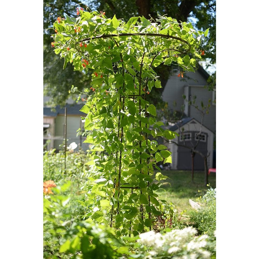 Roman Bronze 72-Inch Wrought Iron Trellis with Canopy