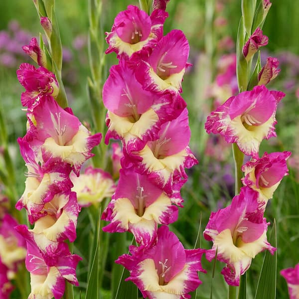 VAN ZYVERDEN Van Zyverden Gladiolus Large Flowering Extravert Set of 12 Bulbs