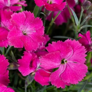 1 Qt. Pink Sweet William Dianthus Kahori Perennial Plant
