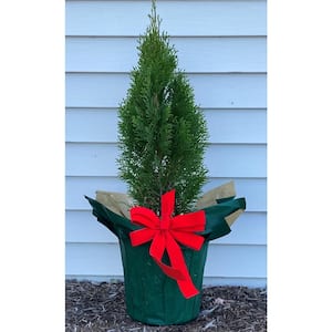 2 Gal. Emerald Green Arborvitae Decorative Holiday Shrub/Tree