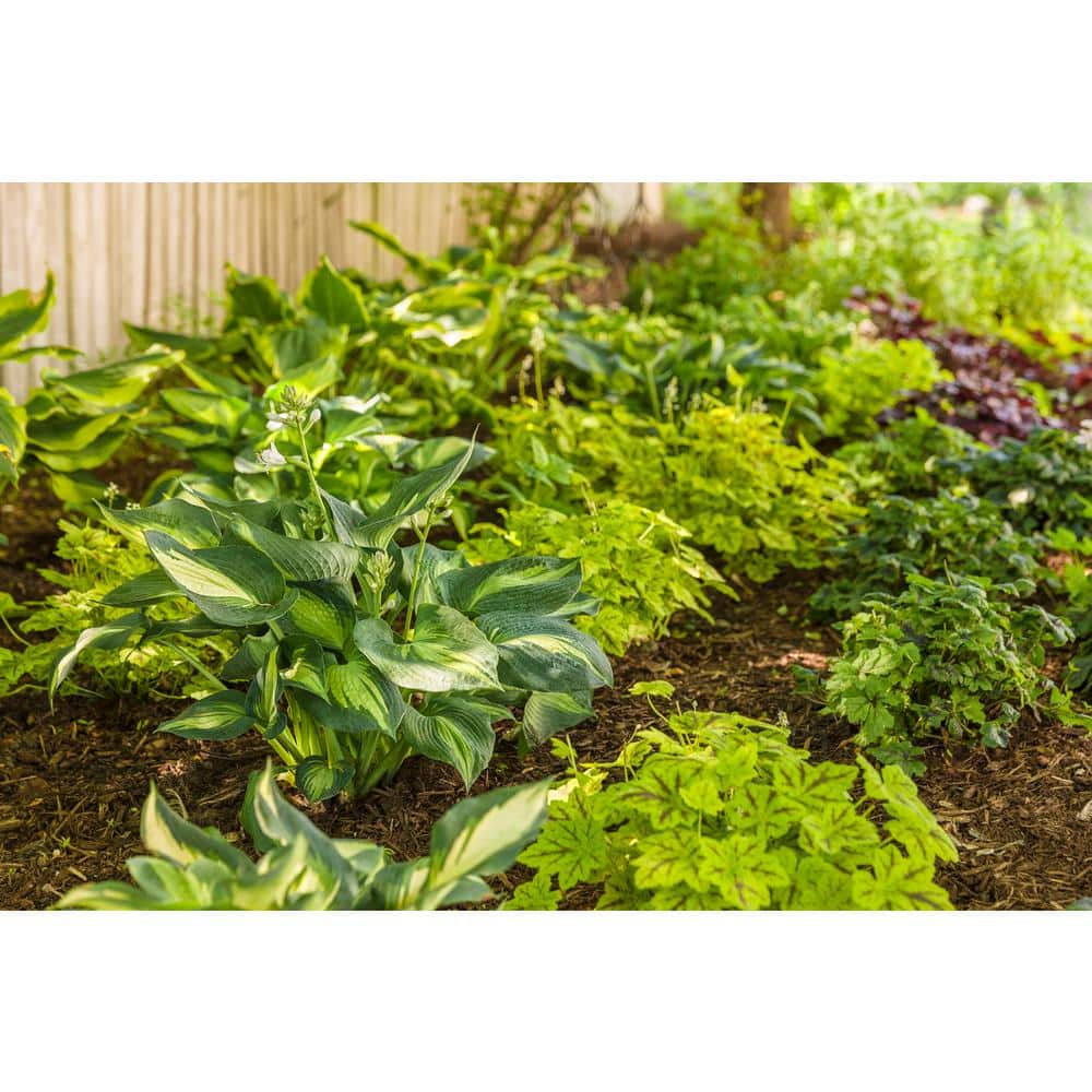 0.65 Gallon Variegated Green and Blue Hosta Live Plant