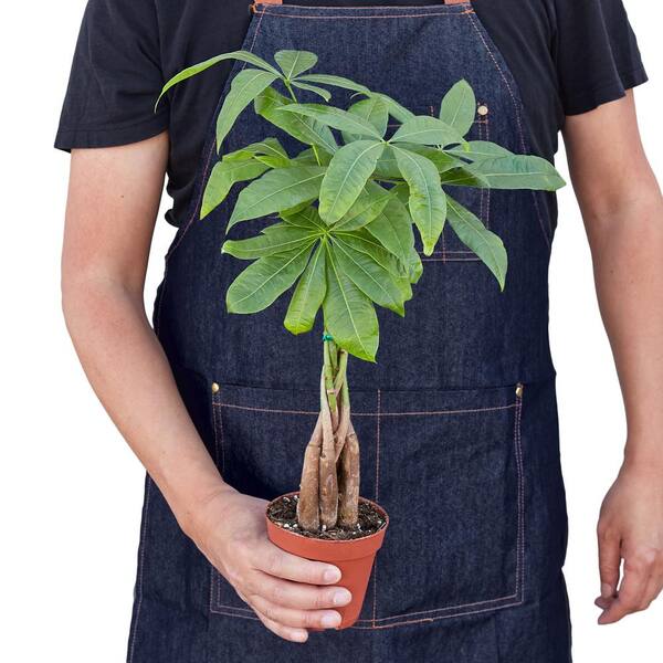 PPC INTERNATIONAL LLC Money Tree Guiana Chestnut (Pachira Braid) Plant in 4  in. Grower Pot 6_PACHIRA_BRAID - The Home Depot