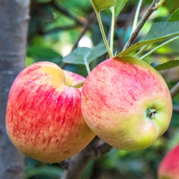 Gala Apples Fresh Produce Fruit