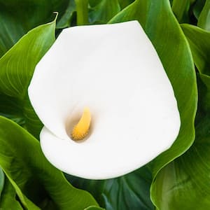 Crystal Clear Calla Lily Dormant Summer Flowering Bulb (1-Pack)