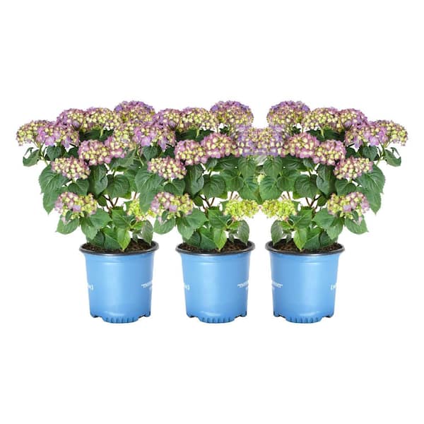 Alder & Oak 8 in. Container Bloom Struck Violet Hydrangea Plants (3-Pack)
