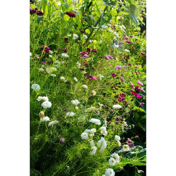 Gurney S Cosmos Double Click Red Pink And White Flowers 30 Seed Packet 76104 The Home Depot