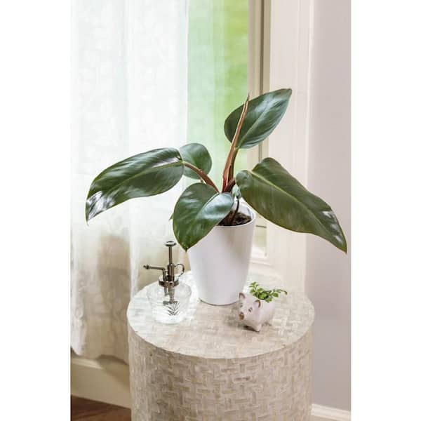 PROVEN WINNERS 7 in. Leafjoy Prismacolor Rojo Congo Hybrid (Philodendron), Live Plant Seagrass Container (1-Pack)