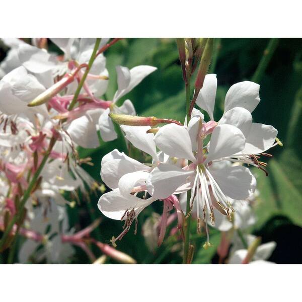PROVEN WINNERS Stratosphere White Butterfly Flower (Gaura) Live Plant, White Flowers, 4.25 in. Grande
