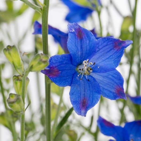 METROLINA GREENHOUSES 2 Qt. Blue Delphinium Larkspur Perennial