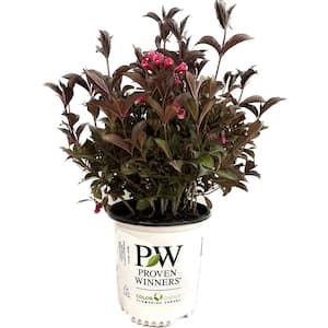 2 Gal. Wine & Roses Weigela Live Shrub with Pink Flowers and Deep Purple Foliage