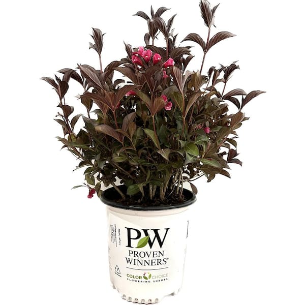 PROVEN WINNERS 2 Gal. Wine & Roses Weigela Live Shrub with Pink Flowers and Deep Purple Foliage
