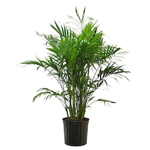 10 in. Cat Palm Chamaedorea Plant