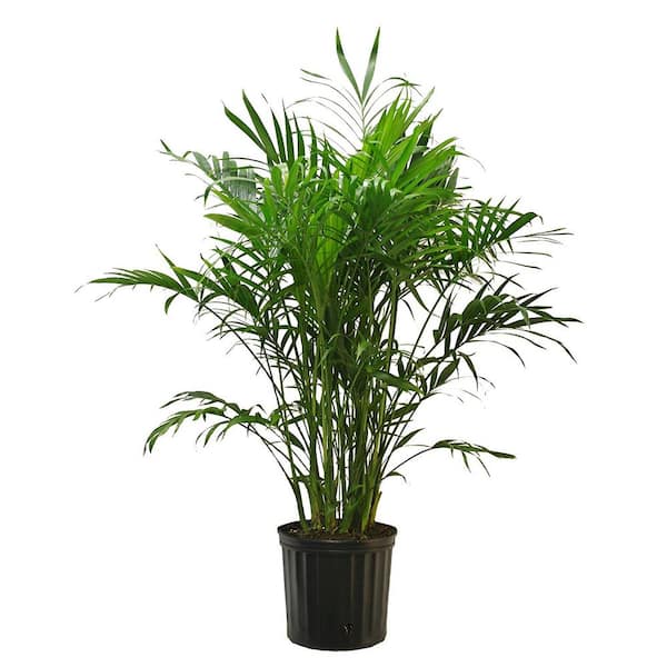 Unbranded Cat Palm (Chamaedorea Cataractarum) in 11 in Deco Pot
