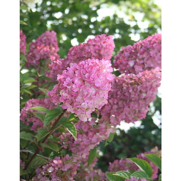 ☆hydrangea様☆ FIRST EDITIONS 1 Gal. Strawberry Sundae Hydrangea Flowering