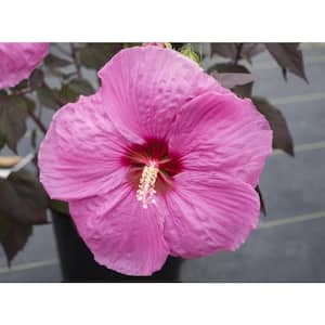 Head Over Heels Passion Hibiscus Plant with Red Blooms