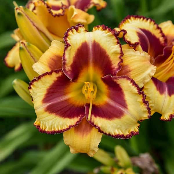 0.65 Gal. Rainbow Rhythm 'Blazing Glory' Live Perennial Plant, Yellow Flowers (1-Pack)