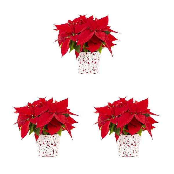 METROLINA GREENHOUSES 1.5 Qt. Live Red Christmas Poinsettia Plant for Indoor Giftable Holiday Decor in Decorative Red Star Tin (3-Pack)