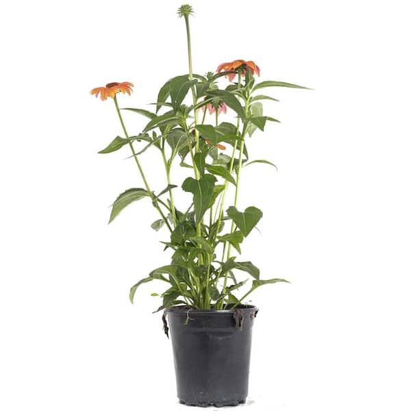 PLANTS BY POST 2 Gal. White Echinacea Plant 748179530149 The Home Depot