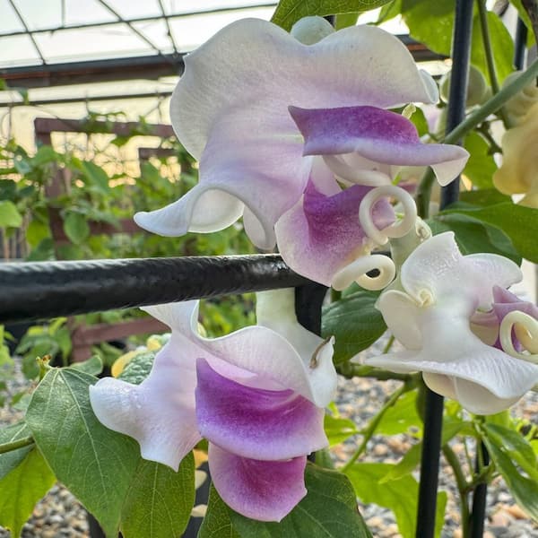 national PLANT NETWORK 1 gal. Corkscrew Vine HD3207 - The Home Depot