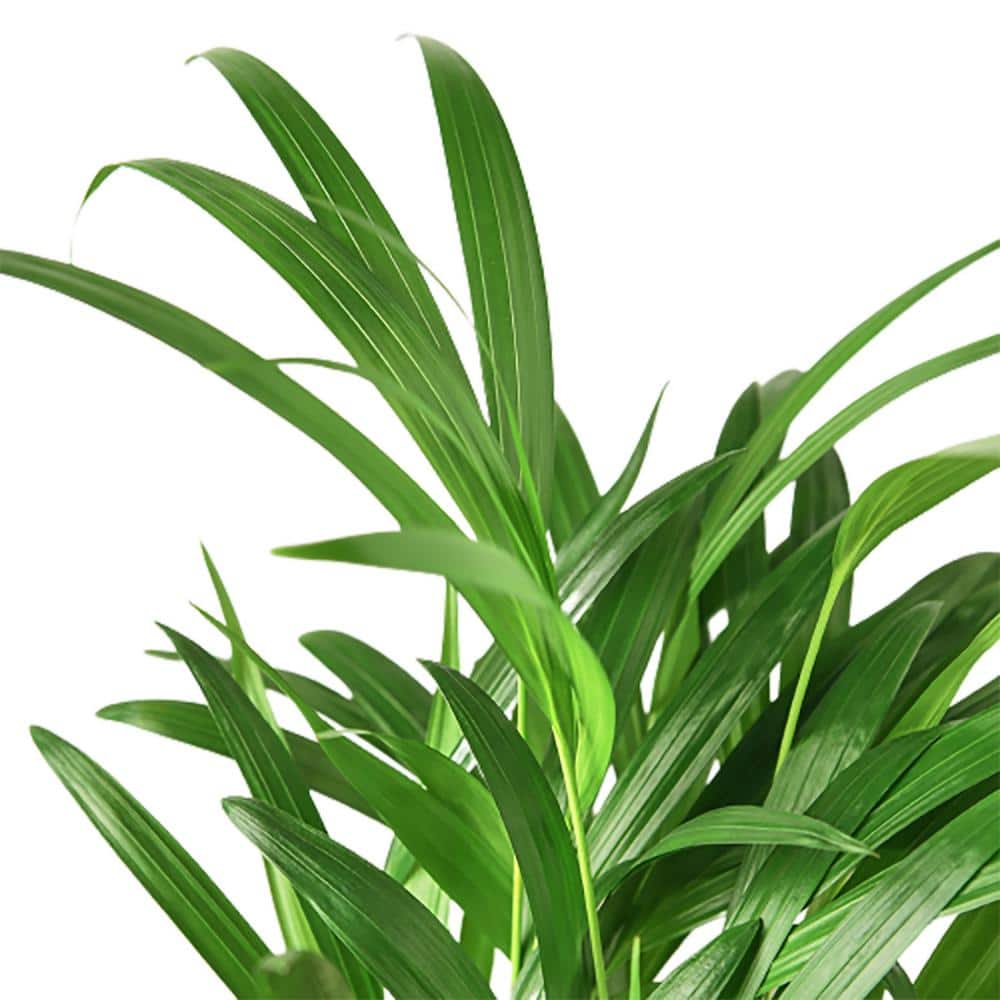 Areca Palm in 6" Pot for Indoor Decor
