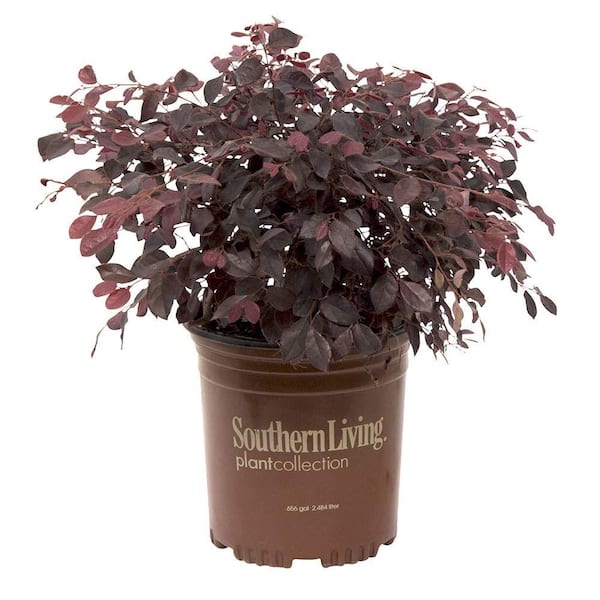 SOUTHERN LIVING 2.5 qt. Purple Diamond Loropetalum Shrub (Chinese Fringe Flower) Semi-Dwarf Shrub with Purple Foliage and Pink Flowers