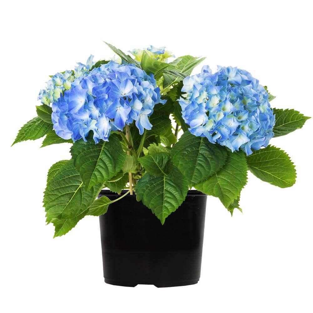 Image of Hydrangea in a pot with a statue