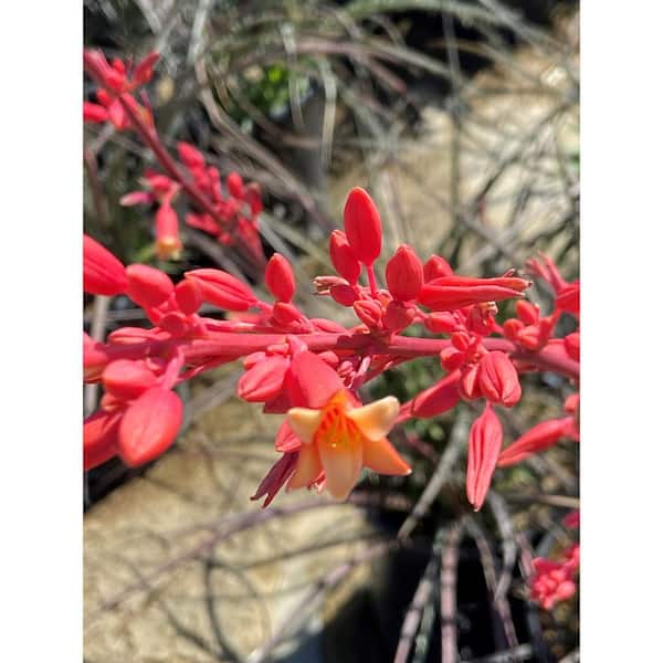 1 Gal. Hesperaloe Parviflora Red Yucca Color Plant