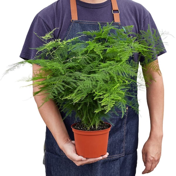the money tree plant Money Tree 10" Std