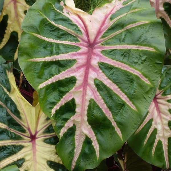 3.5 in. Colocasia Waikiki Royal Hawaiian Elephant Ear Perennial Plant (3-Pack)