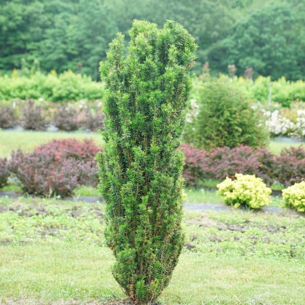 PROVEN WINNERS 4.5 in. Qt. Stonehenge Skinny Yew (Taxus x Media) Shrub