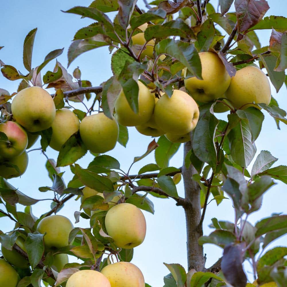 national PLANT NETWORK Bareroot Dorsett Golden Deciduous