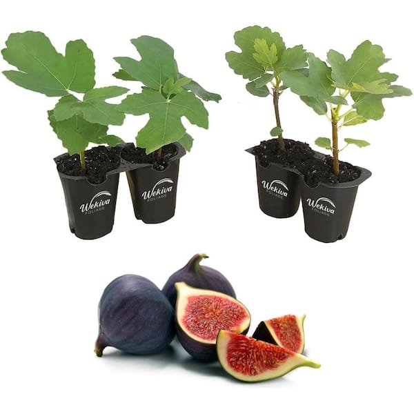 2 in. Brown Turkey Edible Fruit-Bearing Fig Tree (Ficus Carica) (4-Pack)