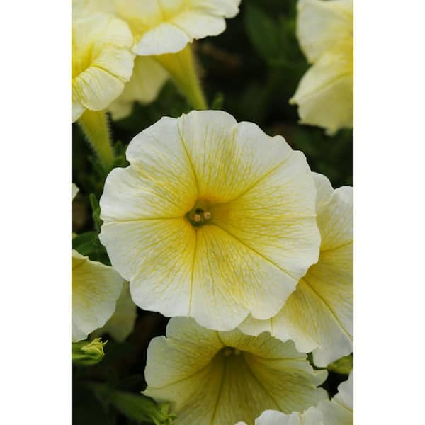 EASY WAVE 1.84 Qt. Yellow Easy Wave Petunia Annual Plant with Yellow ...