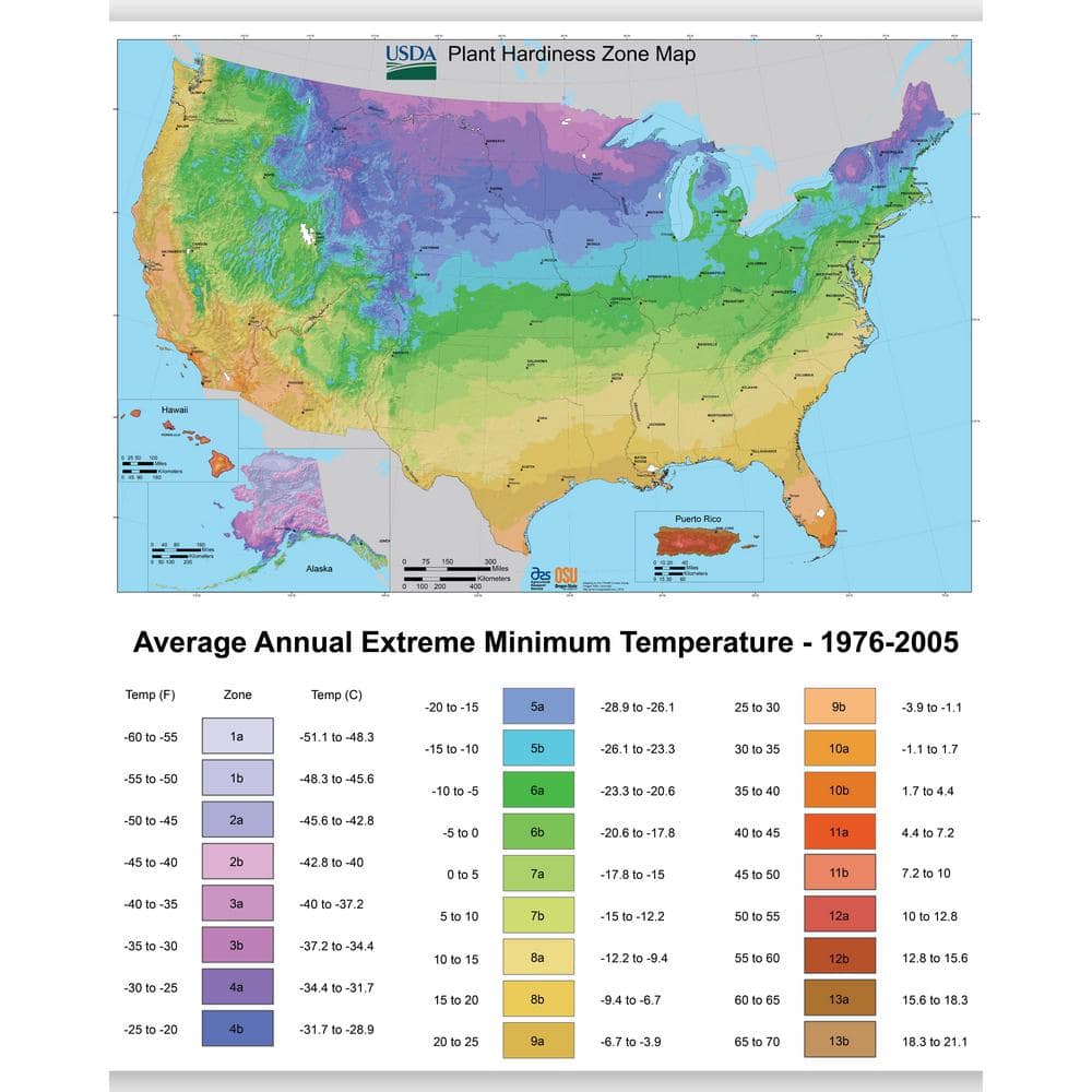Black Plastic Indoor Dracaena Corn Cane Plant Set