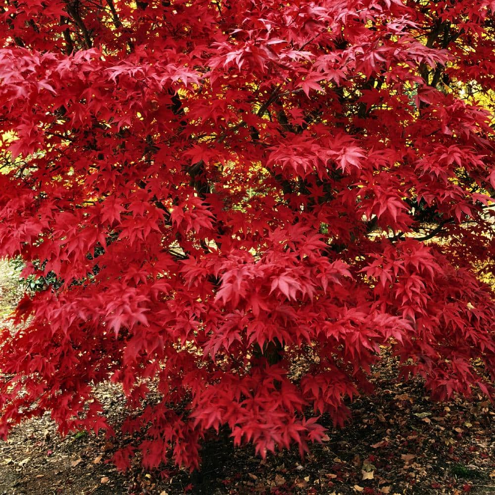 national PLANT NETWORK 2 Gal. Japanese Maple Emperor Tree HD1661 - The ...