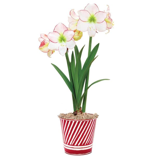 Gardens Alive! Picotee White Flowering Amaryllis (Hippaestrum) Bulb Gift Kit, Planted in a decorative 6 inch pot