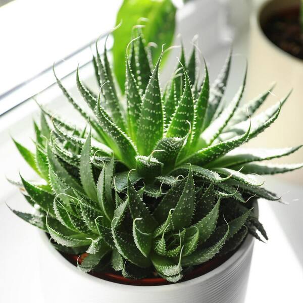 national PLANT NETWORK 4 In. Hedgehog Aloe Plant in Grower Pot - 4 Piece