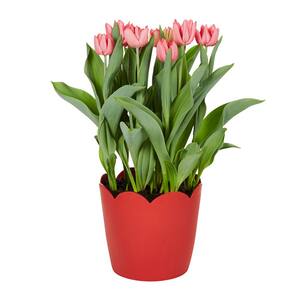 3 Qt. Tulip Forced Bulb Plant