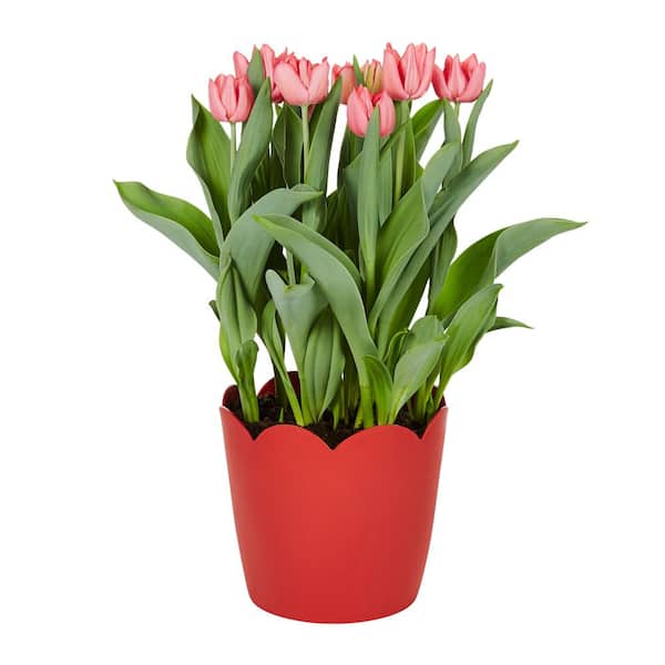 METROLINA GREENHOUSES 3 Qt. Tulip Forced Bulb Plant