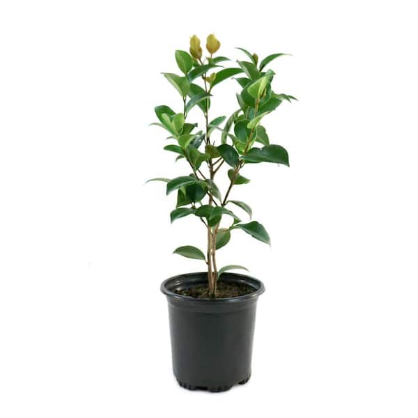 national PLANT NETWORK 1 Gal. Camellia Debutante HD2683 - The Home