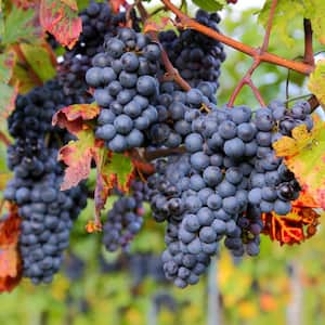 Premium Grafted Bareroot Grape Vine Zinfandel Plant (Set of 1)