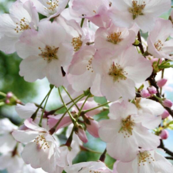 Unbranded Flowering Cherry, Yoshino