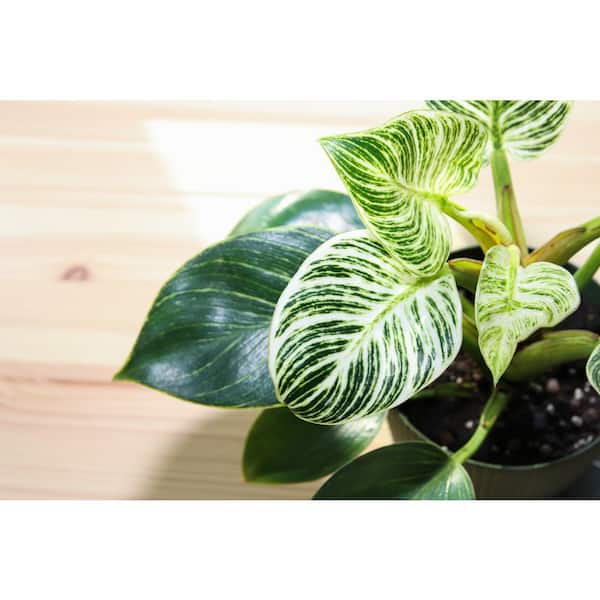 National Plant Network 4 in. Philodendron Birkin (3-Pack)