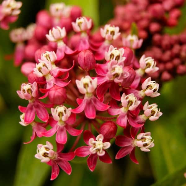 VAN ZYVERDEN Support The Monarchs Pink Asclepias Soulmate Roots (3-Pack)