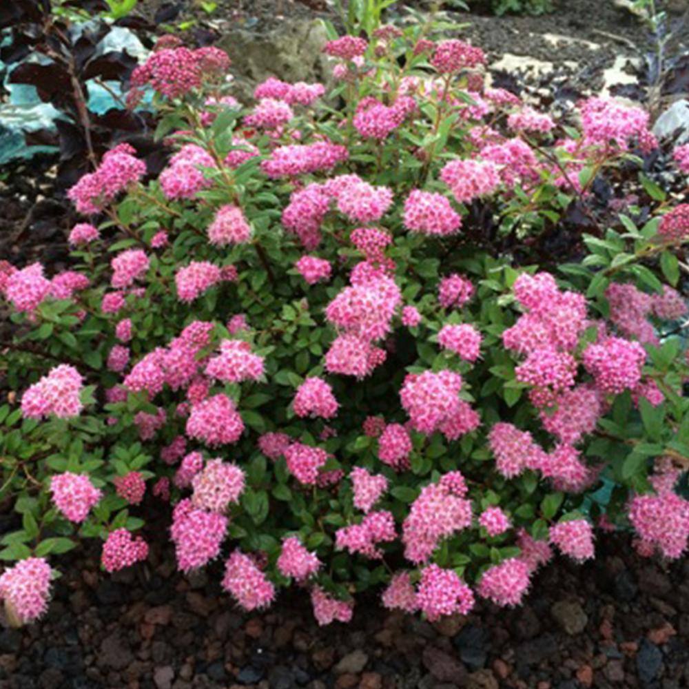 Poprocks Petite Pink Spiraea 4" Potted Plant for Full Sun