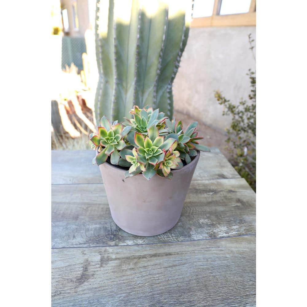 Multicolor Assorted Succulent Variety Pack in Plastic Pots