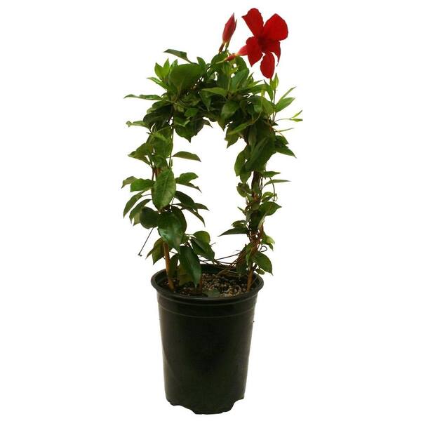 Delray Plants Mandevilla Red in 6 in. pot